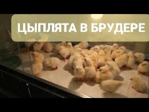 Видео: Насколько велик брудер на 25 цыплят?