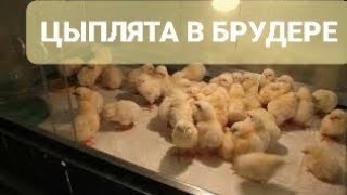 Размещение цыплят в брудере