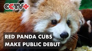 Eleven Red Panda Cubs Make Public Debut at East China Zoo