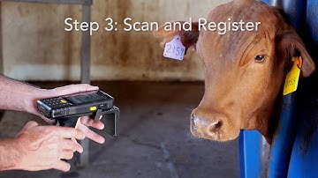 RFID Beeftrack Cattle Management System - Trial 2
