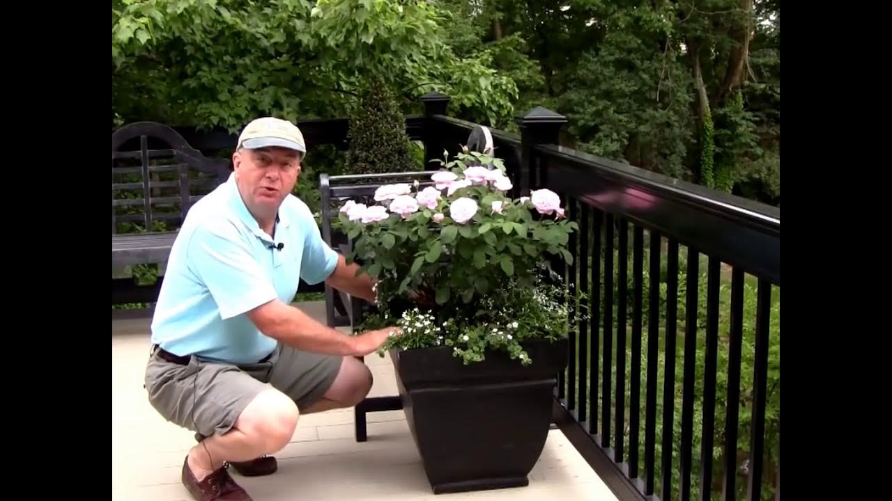 How to Grow Roses in Containers