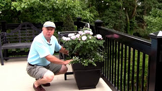 Growing roses in containers is a wonderful way to enjoy fragrance and color in outdoor living spaces. David Wilson takes us onto his 