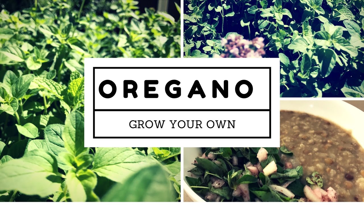 HOW to Grow Oregano PLUS 2 recipes | HER KITCHEN GARDEN 