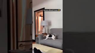 Kediden Kaçan Köpek