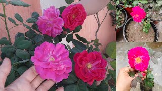 How to grow and care desi rose plant in pot ll देसी गुलाब के पौधे को गमले में कैसे लगाएं#rose_flower