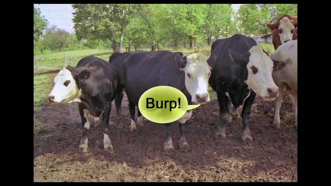 Can Regenerative Cattle Grazing Reverse Global Warming?