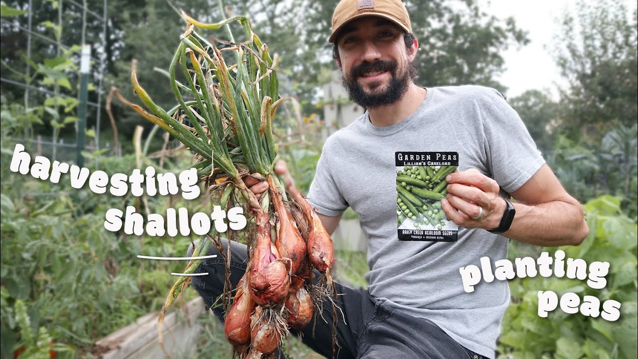 Harvesting shallots and planting peas for the fall garden (homestead