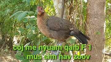 coj me nyuam qaib F 1 mus sim hav zoov kuj tsauj thiab 11/02/2025