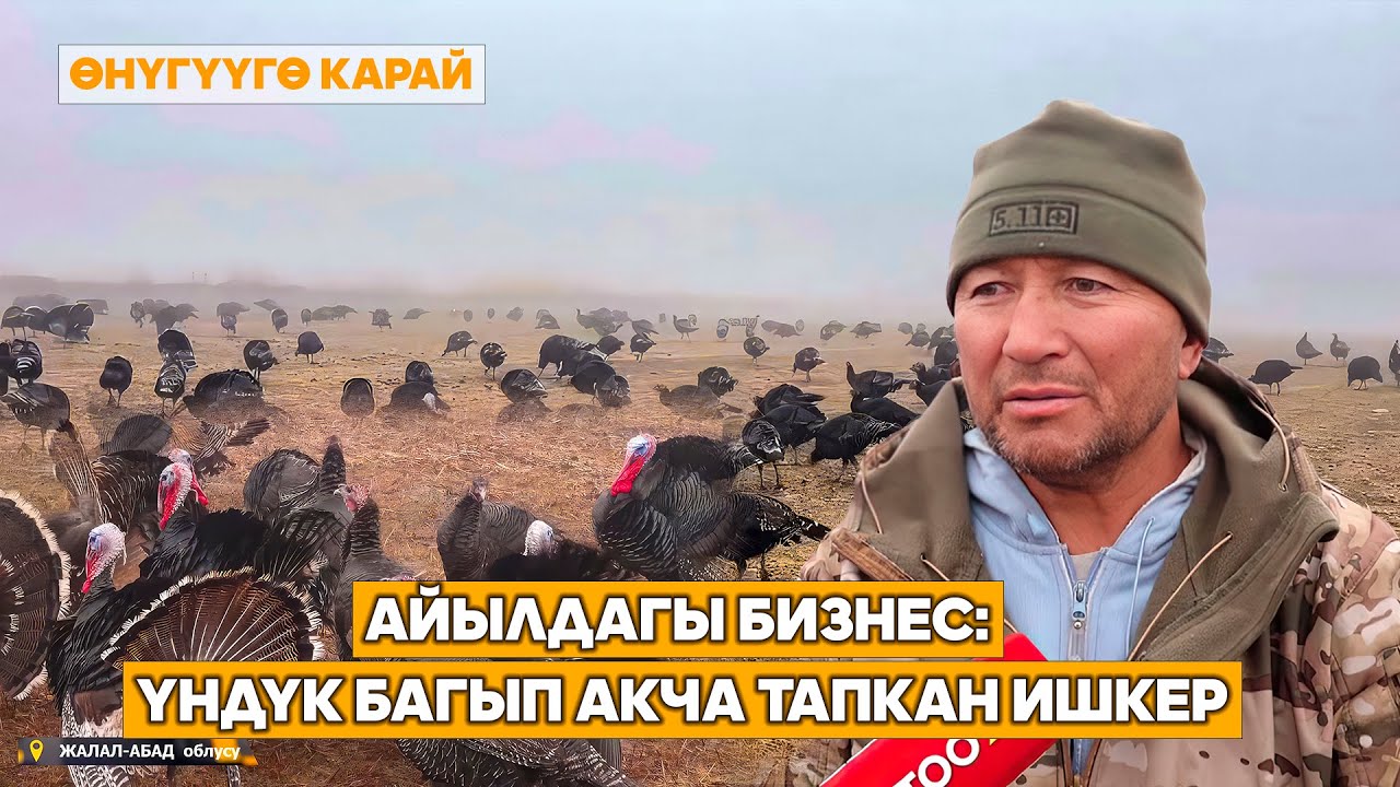 Айылдагы бизнес: үндүк багып акча тапкан ишкер // Өнүгүүгө карай