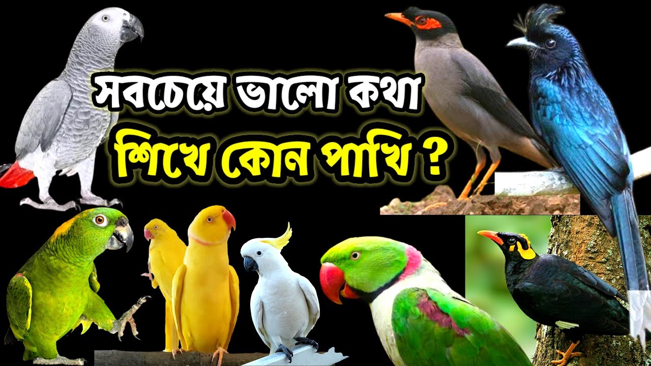 সবচেয়ে ভালো কথা শিখে কোন পাখি | best talking birds in the world ...