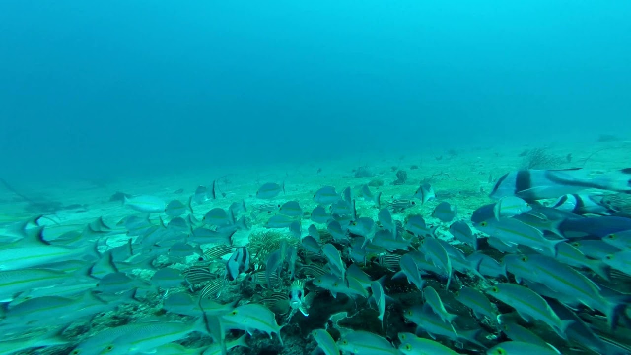 Underwater Isolated Red Emperor Country