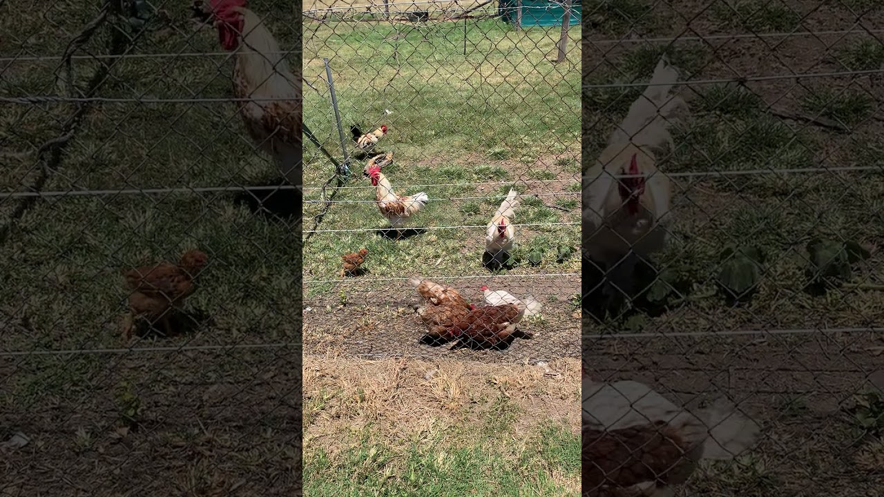 Flock of Chickens near Carrara Markets on the Gold Coast
