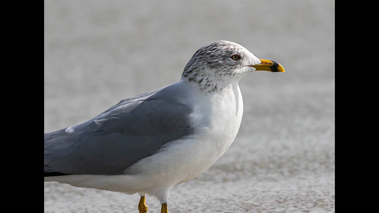 Beach Bird Photography attempt With Canon 7d Mk2 And 400 5 6 Pelicans beach-bird-photography-attempt-with-canon-7d-mk2-and-400-5-6-pelicans