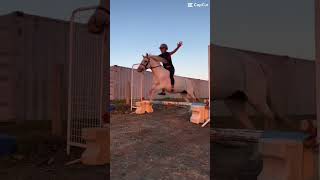 Jumping no hands bareback #horsesaremylife #equestrian #horsegirls #horseriding #pony