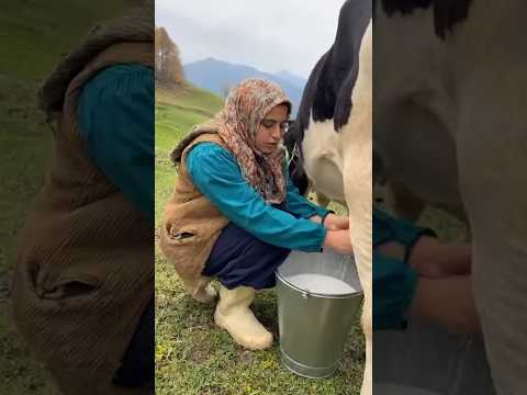 لحظه تکان دهنده ای که گاو شیرده از شدت ضعف غش کرد Cow