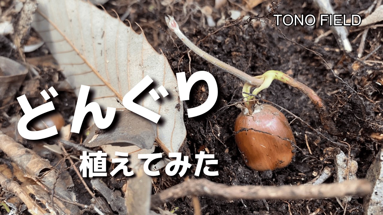 どんぐりを植えたら、しいたけの木になるのか - YouTube