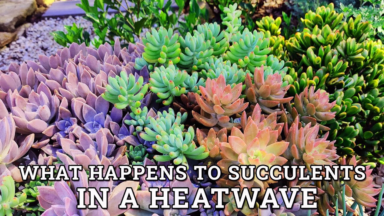 What Succulents Look Like After Being In Direct Sun During A Heatwave what-succulents-look-like-after-being-in-direct-sun-during-a-heatwave