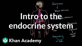 Intro to the endocrine system | Health & Medicine | Khan Academy