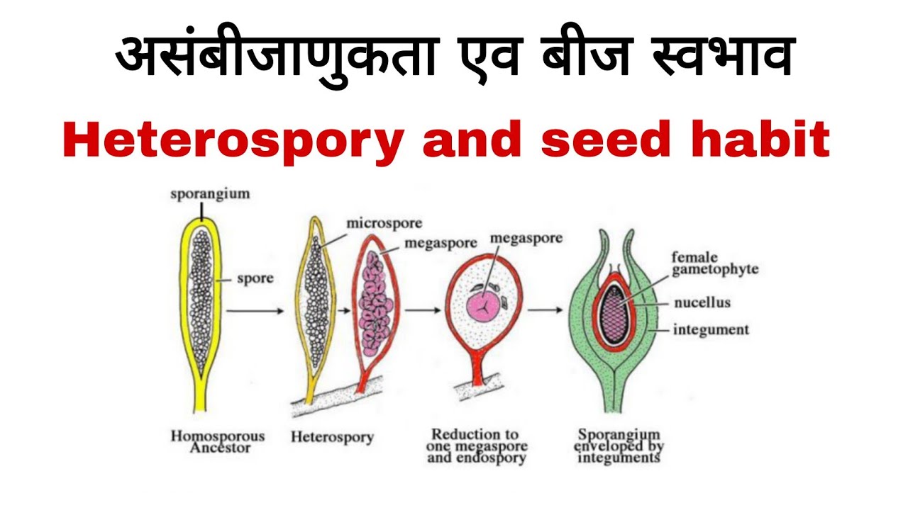 असंबीजाणूकता एव बीज स्वभाव heterospory एंड seed habit pteridophyte #bsc ...