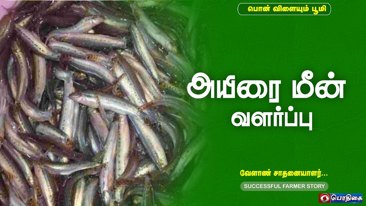 அயிரை மீன் வளர்ப்பு | Successful Farmer Story