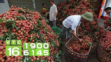 TP.HCM tiêu thụ hàng tấn vải thiều Lục Ngạn | VTC16