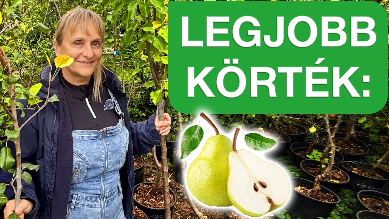 Körtefajták, amiket érdemes ültetni 🌱🍐 Így válassz körtefajtát a kertedbe