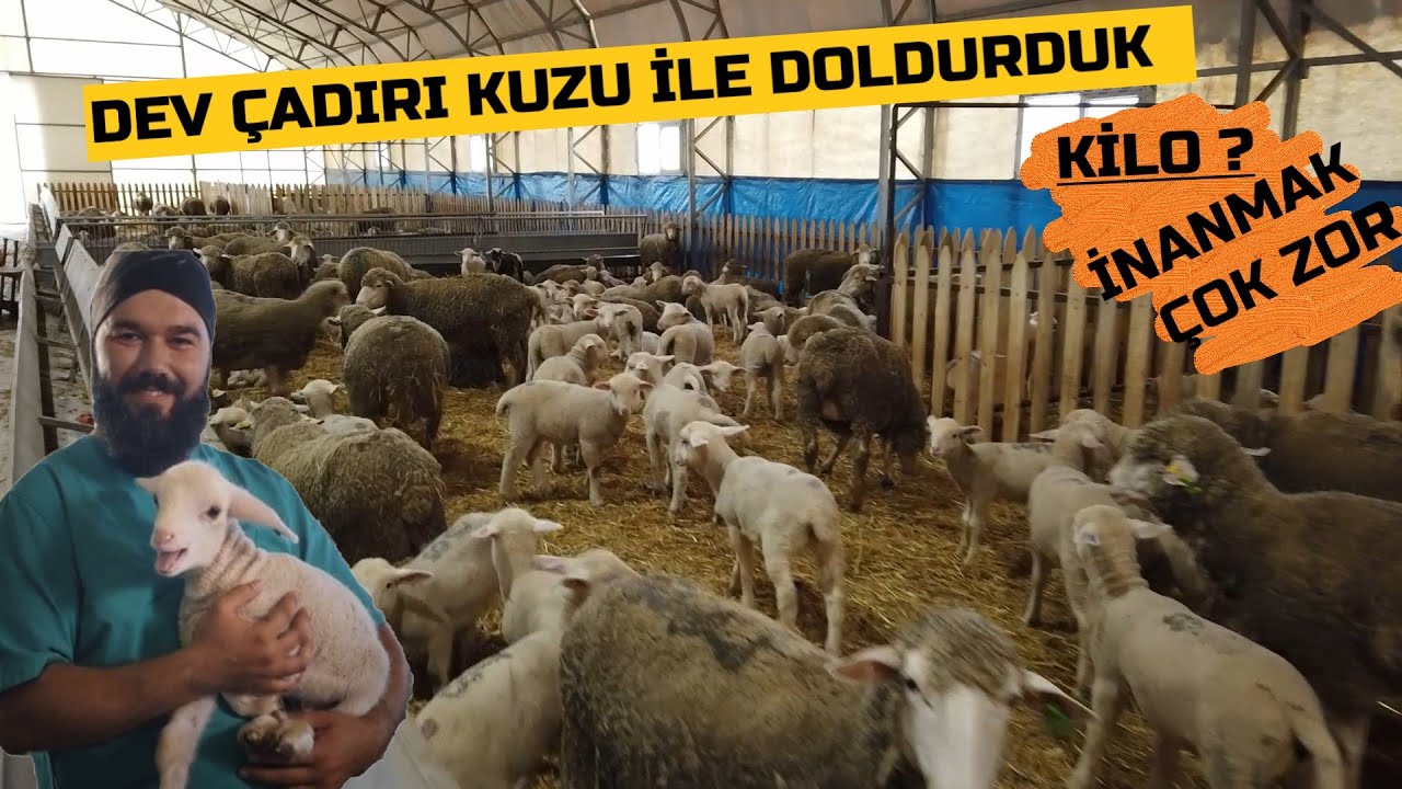 MERİNOS KUZULARI TARTTIK | KİLOLARA KİMSE İNANAMADI