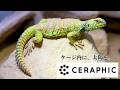 爬虫類業界に革命。最強ライトを導入！【CERAPHIC】