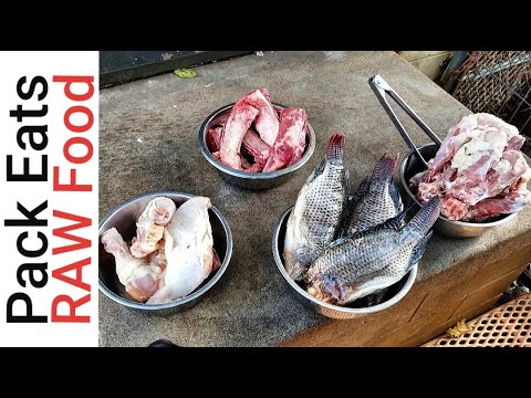 what-raw-food-does-my-pack-like-best?-pack-mukbang-smorgasbord-episode-(pack-bang)