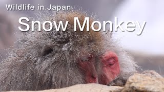 Snow Monkey | Wildlife in Japan. Plus Travel &amp; Photography Tips.