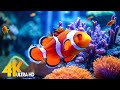 Aquarium 4K VIDEO (ULTRA HD) 🐠 Beautiful Coral Reef Fish - Relaxing Sleep Meditation Music #97