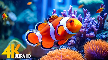 Aquarium 4K VIDEO (ULTRA HD) 🐠 Beautiful Coral Reef Fish - Relaxing Sleep Meditation Music #97