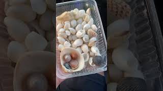 Got many White jade snails Shelling/Beach combing in Sattahip Thailand