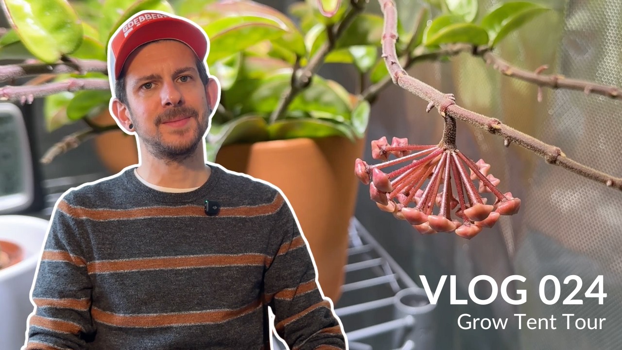 VLOG 024: Обзор и установка гроутента для тропических комнатных растений (хойи, мох, размножение ...