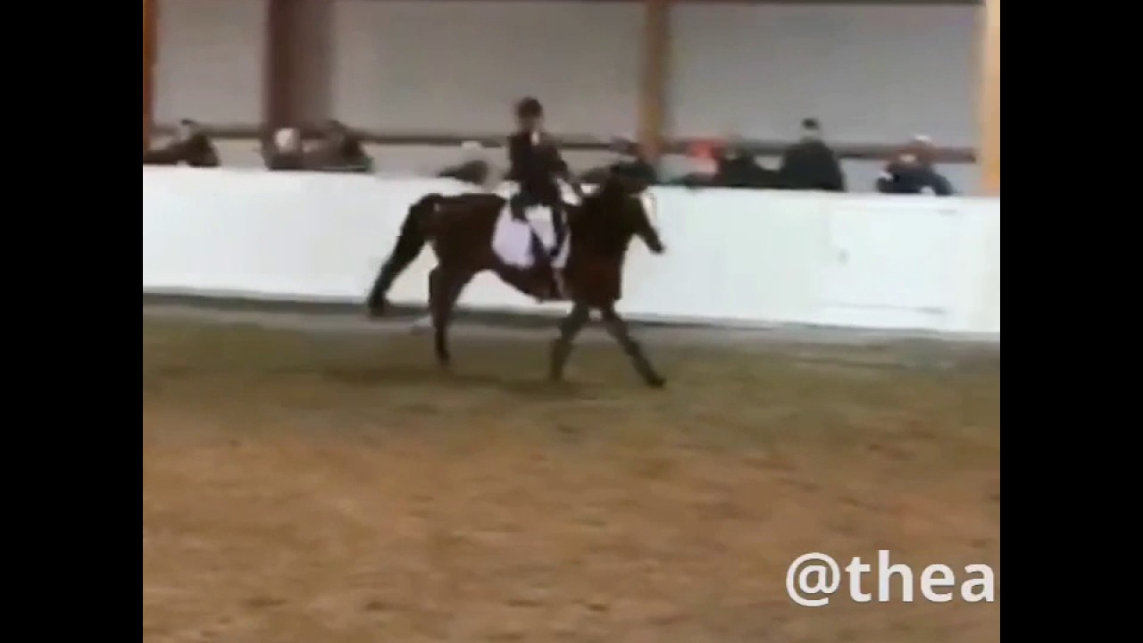 Nick Nack C - 110cm, 4 feil ~ stevne p&aring; H&oslash;nefoss 29.01.17