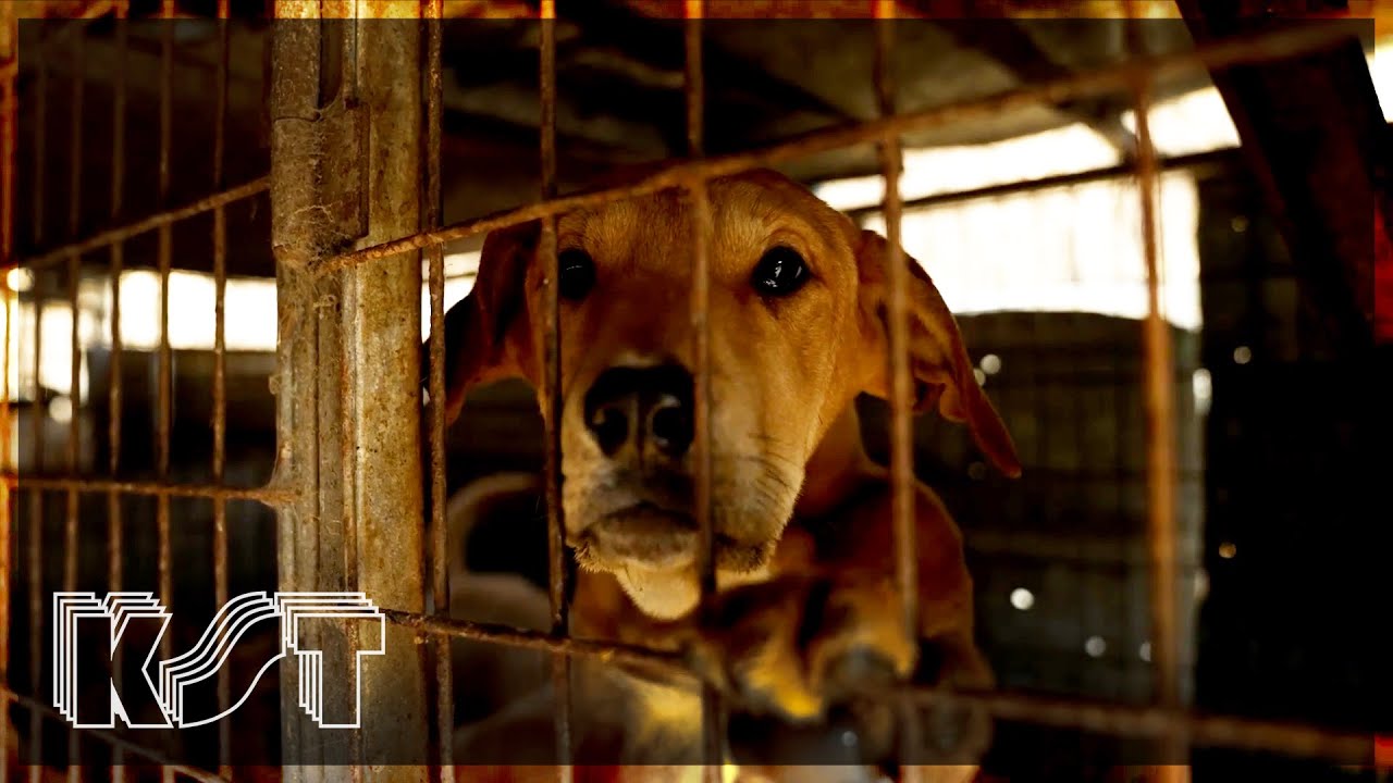 Miracle rescue of 200 dogs caged for dog meat - YouTube