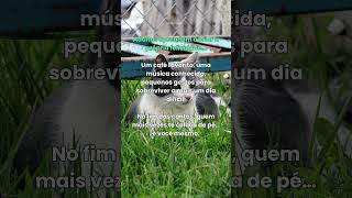 Adultos aprendem a criar a própria felicidade#short #positivo