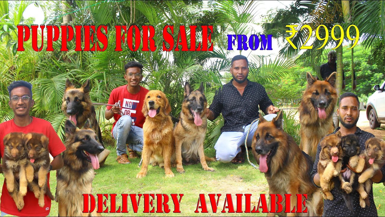 German Shepherd Puppies Sale | Exotic German Shepherd | Rare Colour  Shepherd Dog for Sale All Bread