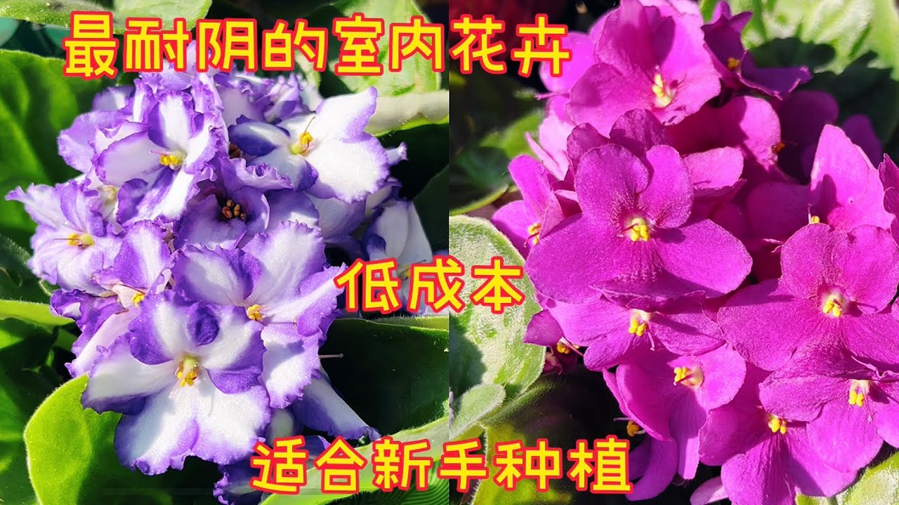 韓国春蘭★紫覆★ボヤ★紫花★6本 韓国春蘭☆紫覆☆ボヤ☆紫花☆6本 Yahoo!オークション -「韓国春蘭