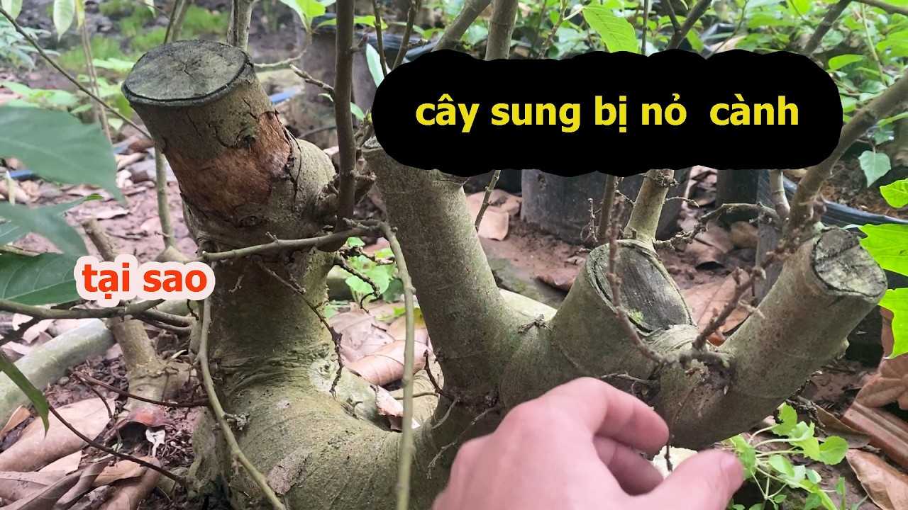 LÔ SUNG MINI SIÊU LÙN , Cây Sung Siêu Quả Tại Sao Lại Nhanh Nỏ Cây