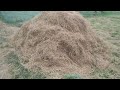 গ্রামের সৌন্দর্য দেখলে মনটা জুড়ায়।