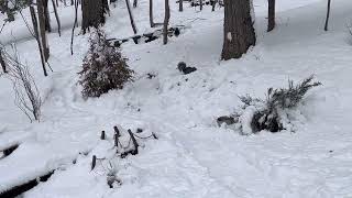 Squirrels surviving winter snow