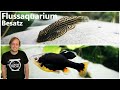 FLUSSAQUARIUM - Entwicklung und Besatz I Prachtflossensauger und Hochlandkärpflinge