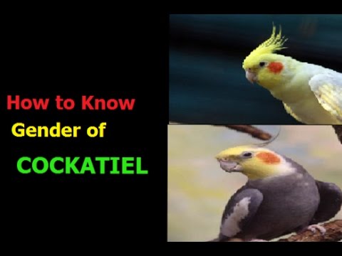 COCKATIEL OF MALE / FEMALE DIFFERENCE COCKATIEL OF MALE / FEMALE DIFFERENCE