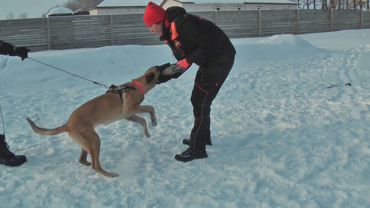 Дрессировка IGP. Послушание в защите.