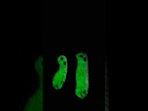 What in the Glowing Knife?