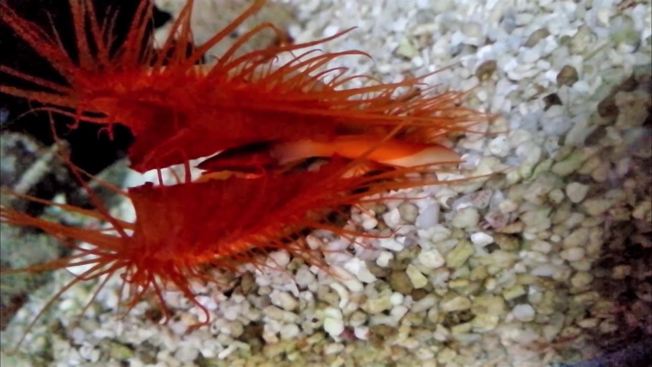 Flashing Scallop feeding in aquarium YouTube