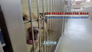 The Friday Shelter Walk At CCAS For The Weekend Of April 29, 2022. by Friends of the Cuyahoga County Animal Shelter 1,676 views 1 year ago 43 minutes