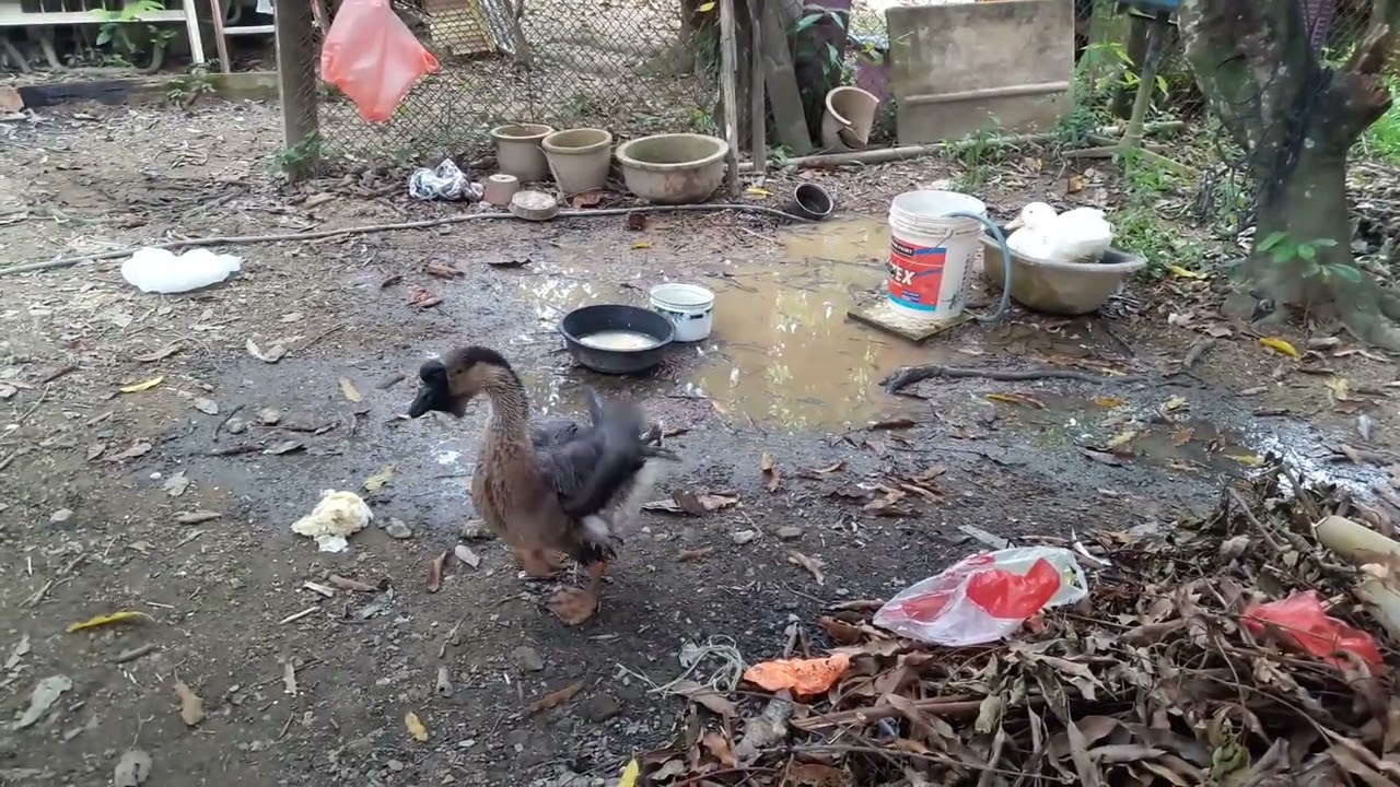 鸭和鹅一起冲凉 (Duck and Goose Shower)