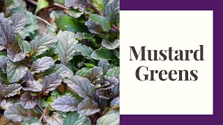 Grow Mustard Greens Zone 6